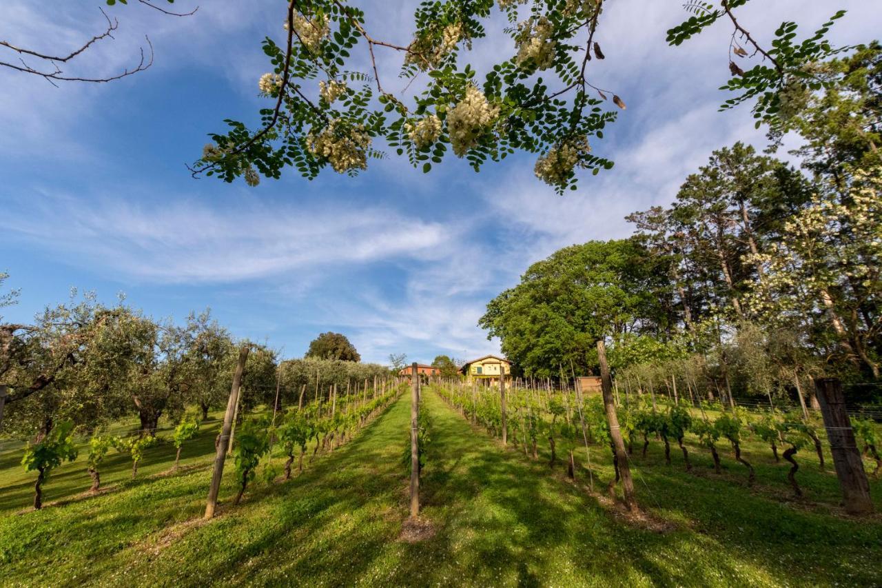 Podere Sant'Antonio Fauglia Extérieur photo