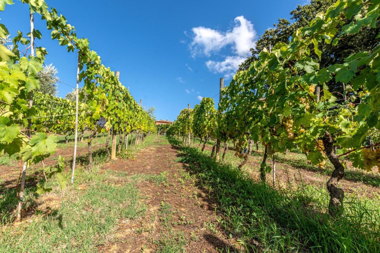 Podere Sant'Antonio Fauglia Extérieur photo